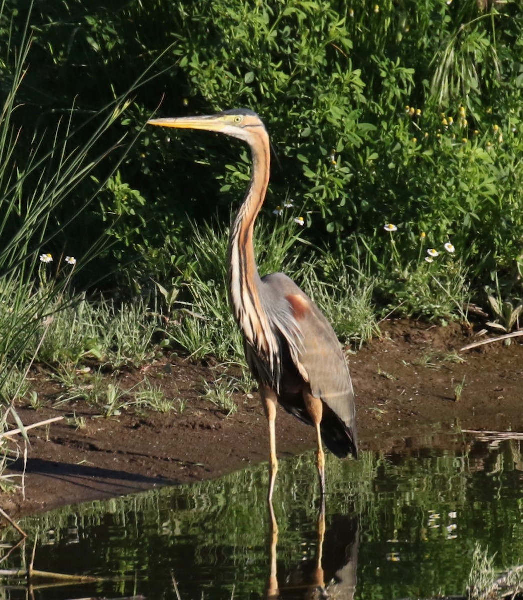 Purple Heron - ML618201566