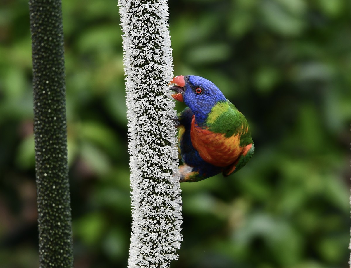 Rainbow Lorikeet - ML618201584