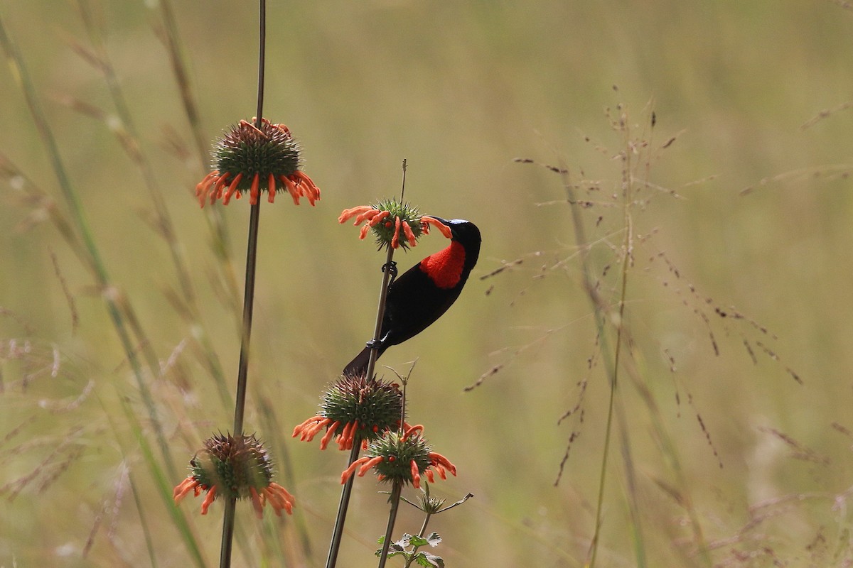 Scarlet-chested Sunbird - Neil Osborne