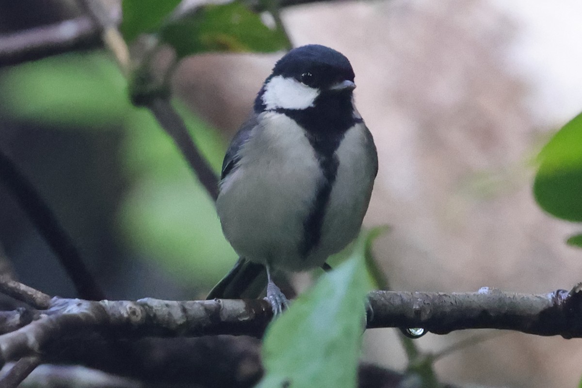 Japanese Tit (Amami) - Fabio Olmos