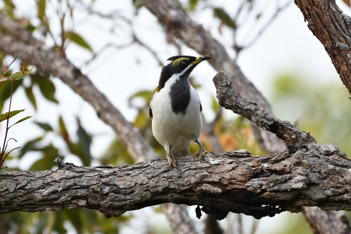 Blue-faced Honeyeater - ML618201591