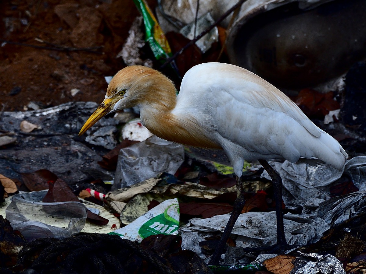 Eastern Cattle Egret - ML618201598