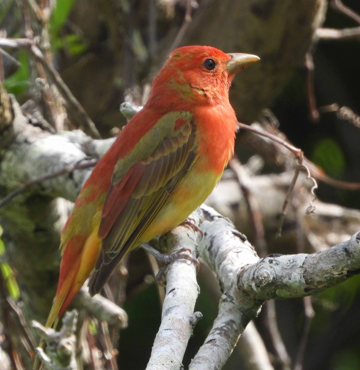 Summer Tanager - Randy Frederick