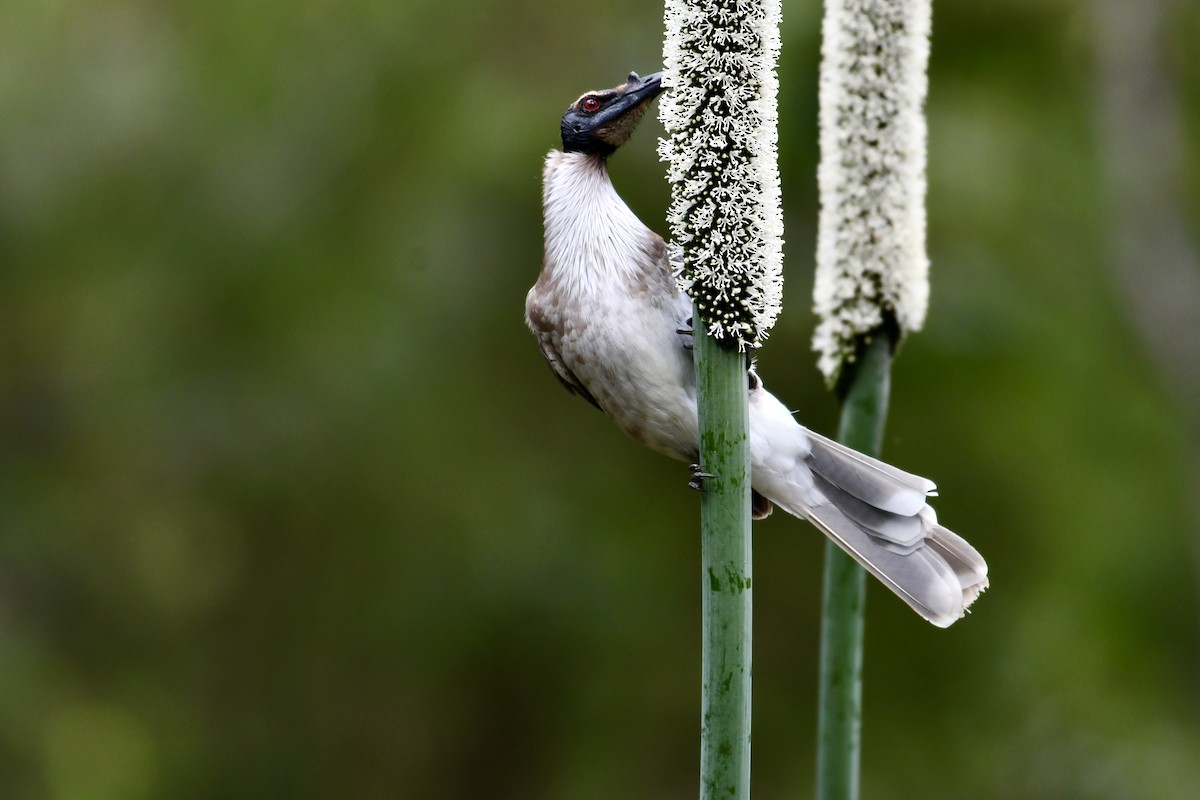 Noisy Friarbird - ML618201605