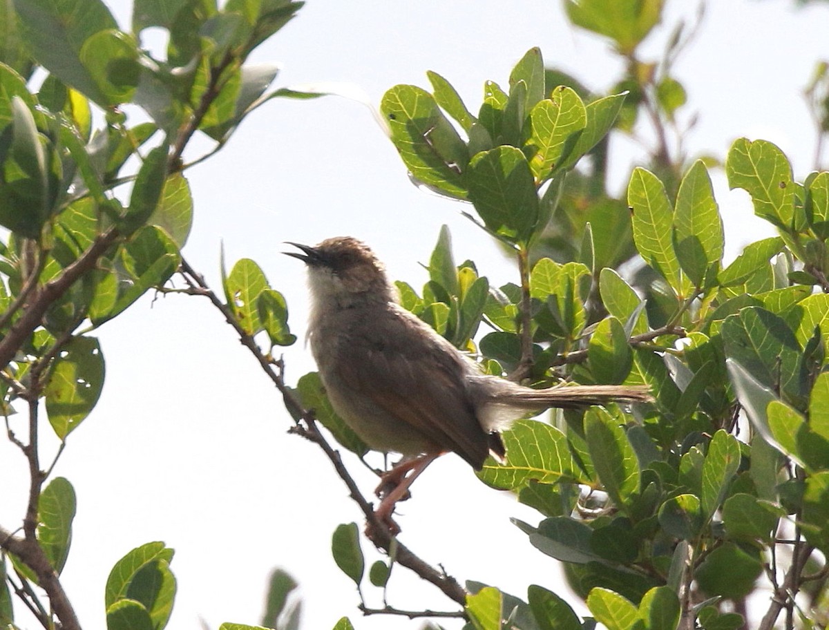 Singing Cisticola - Neil Osborne