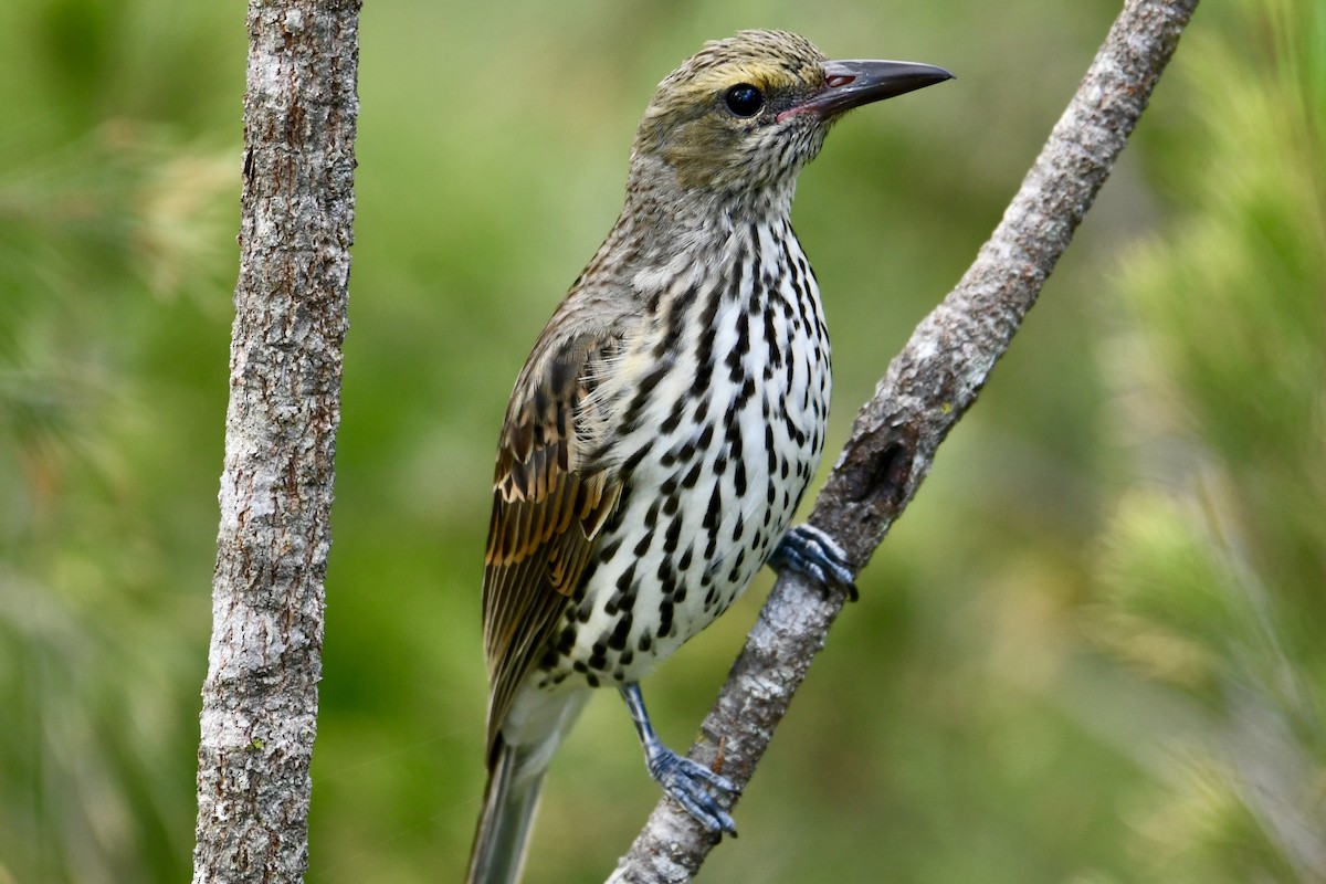 Olive-backed Oriole - John Formosa
