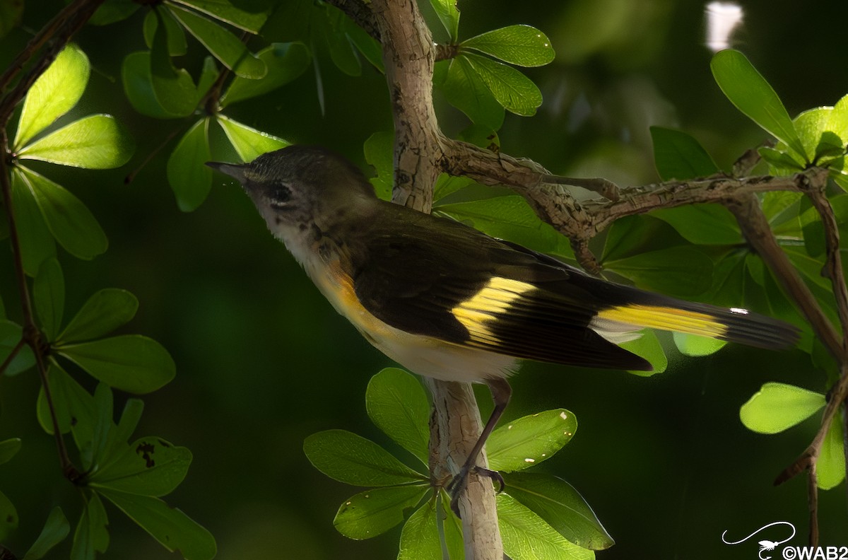 American Redstart - ML618201614