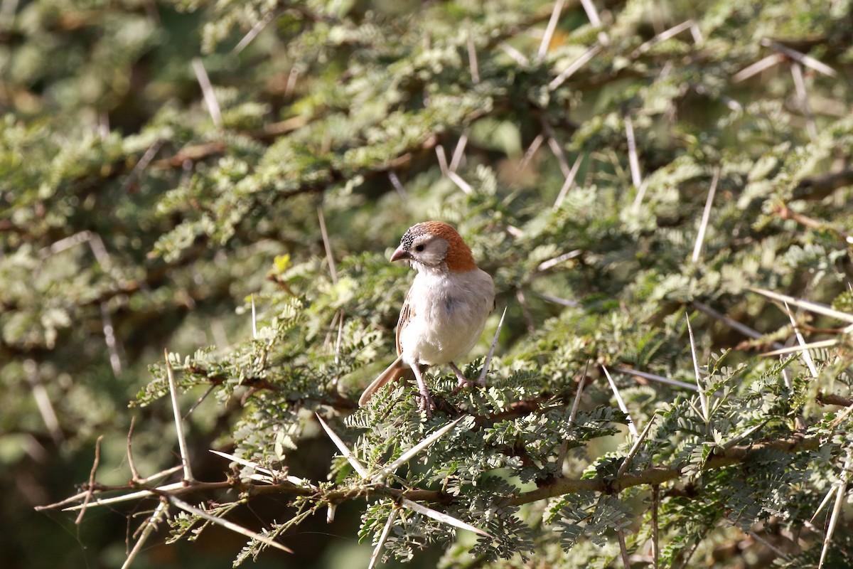 Speckle-fronted Weaver - Neil Osborne