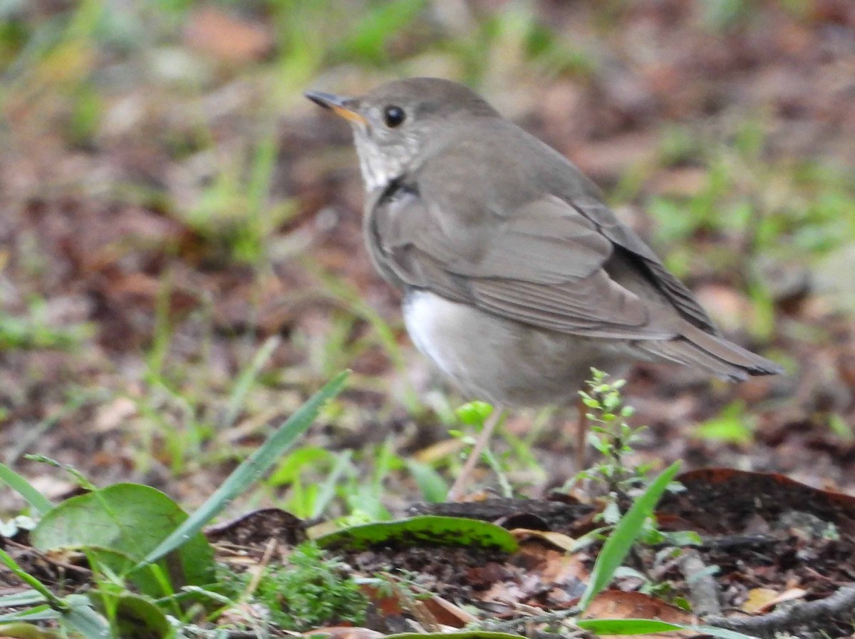 Gray-cheeked Thrush - Randy Frederick