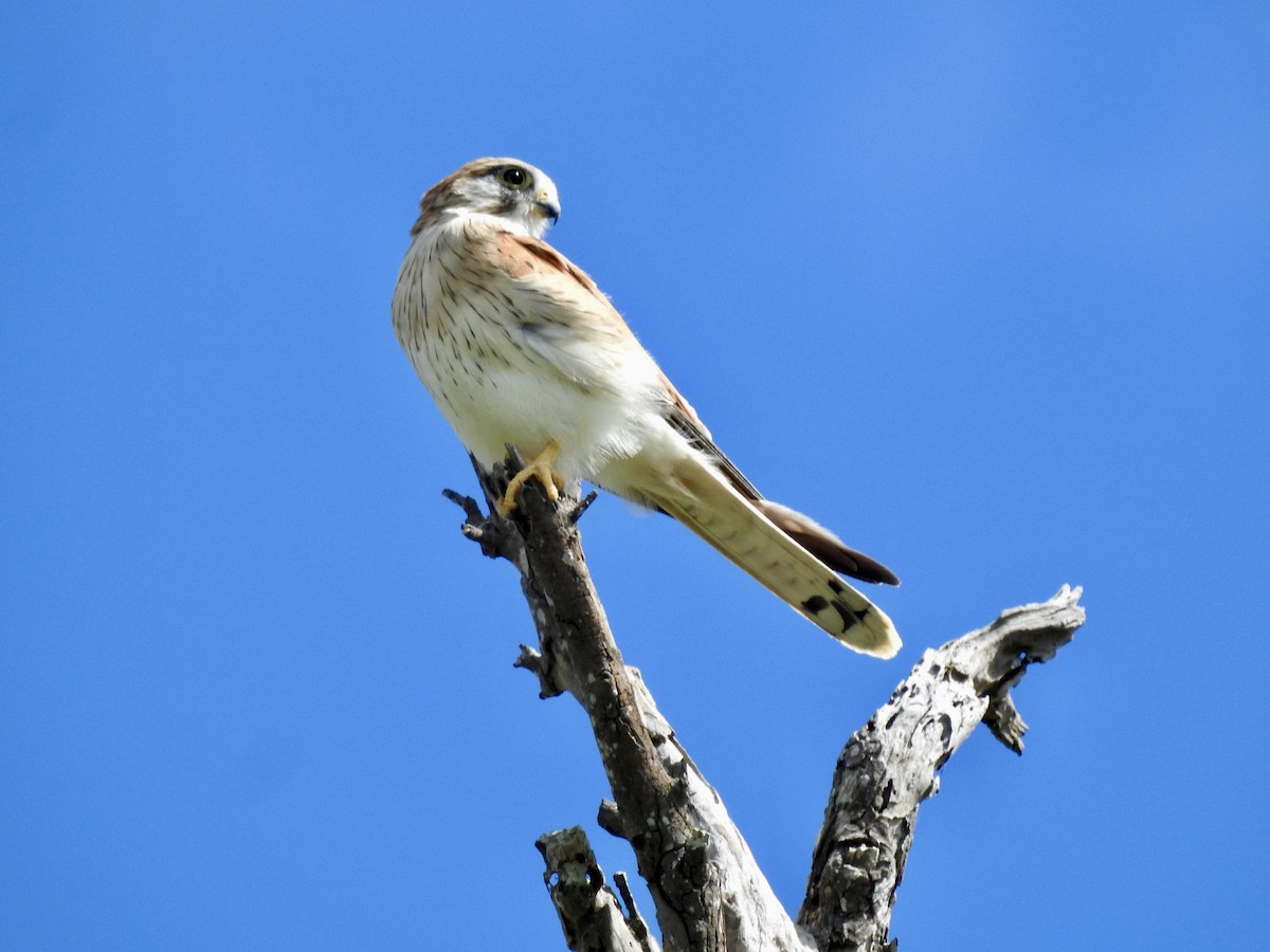 Nankeen Kestrel - ML618201674