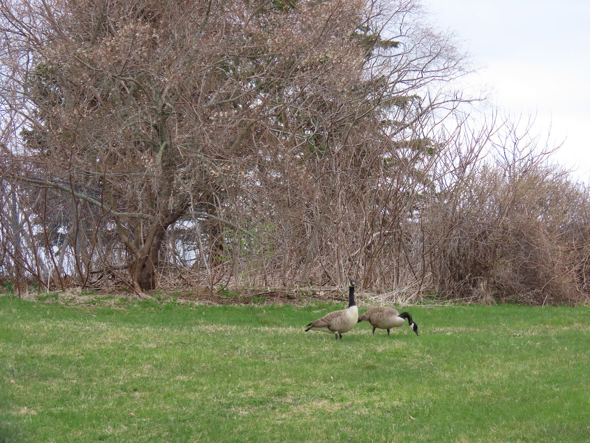 Canada Goose - Rhonda Langelaan