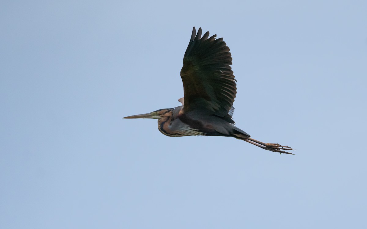 Purple Heron - ML618201696