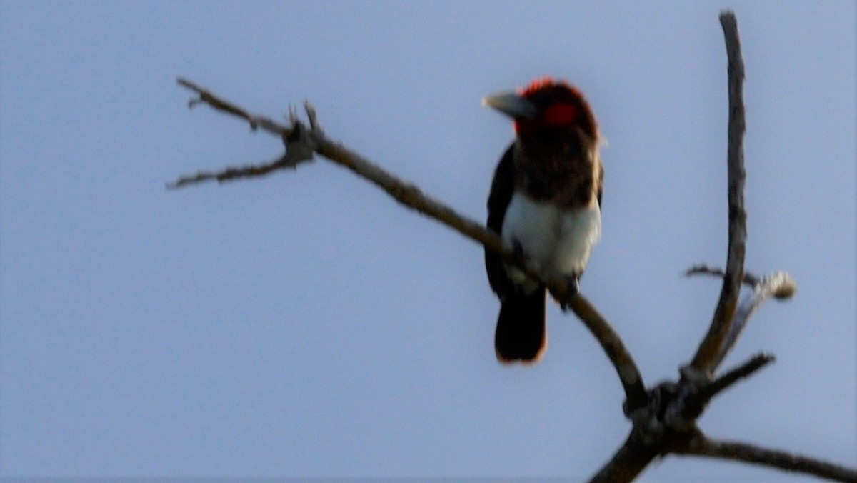 Black-collared Barbet - ML618201697