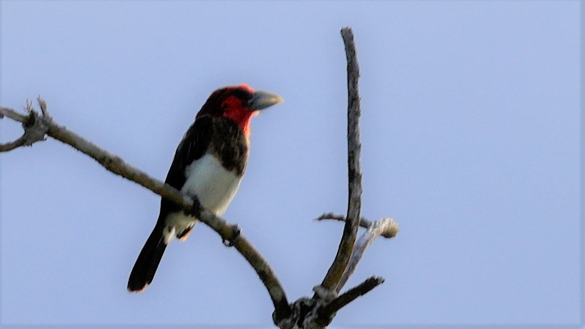 Black-collared Barbet - ML618201698