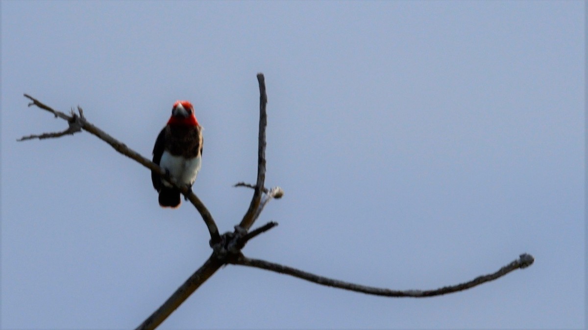 Black-collared Barbet - ML618201699