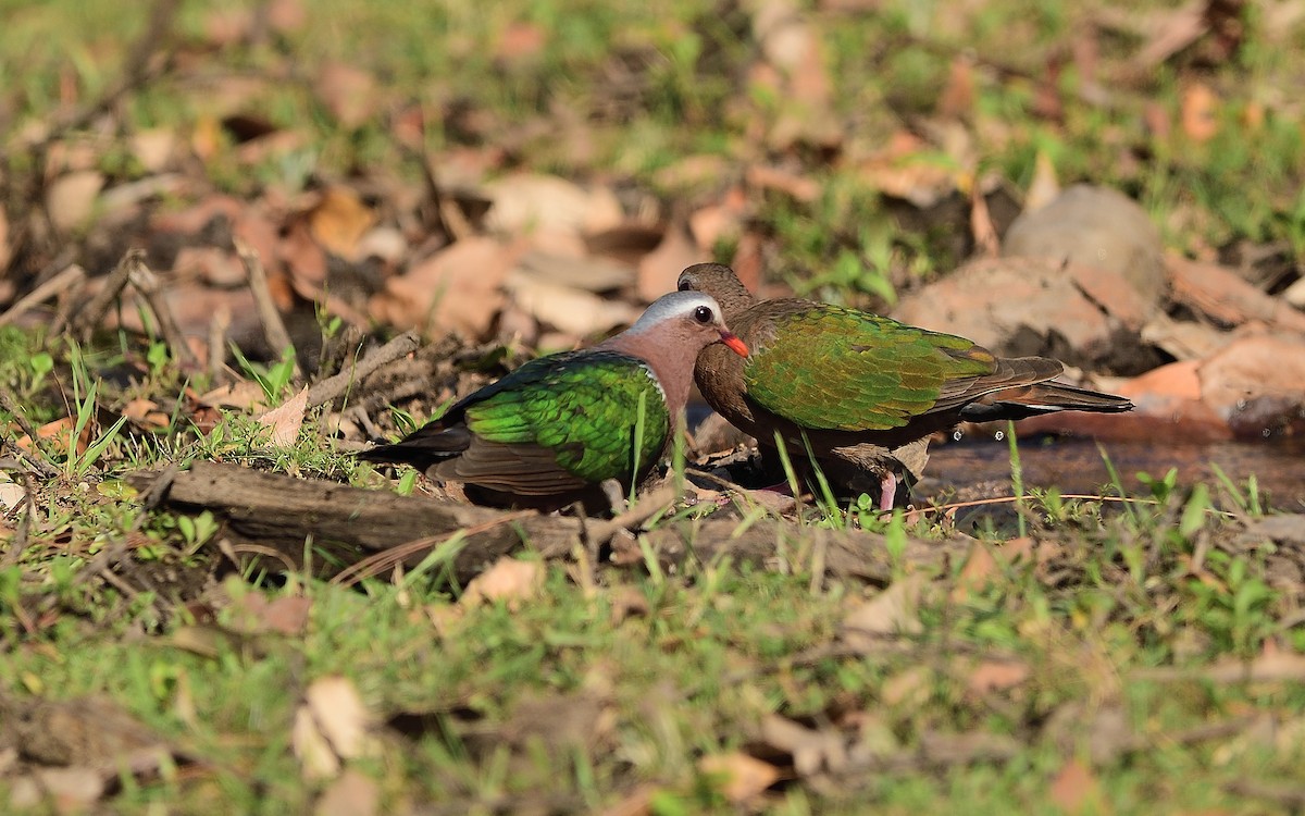 Asian Emerald Dove - ML618201708