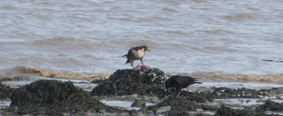 Peregrine Falcon - Paul Bowerman