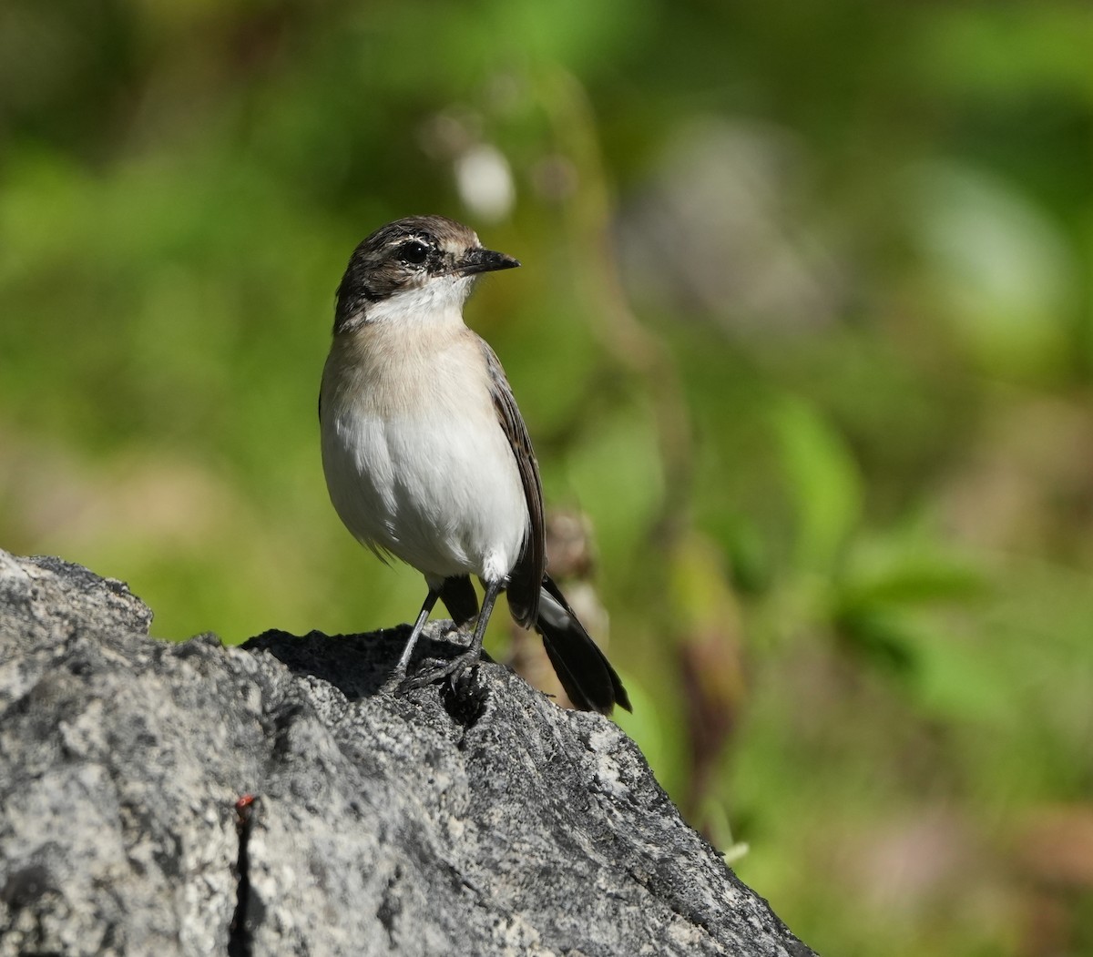 Timor Bushchat - Sandy Gayasih