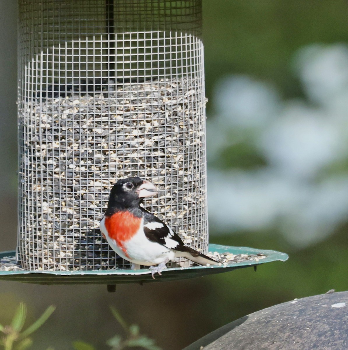 Rose-breasted Grosbeak - Patty Rehn