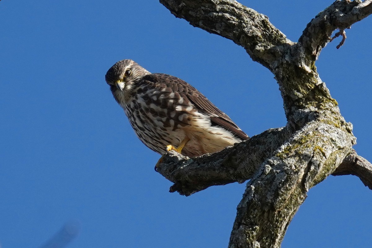 Merlin - Bob Yankou