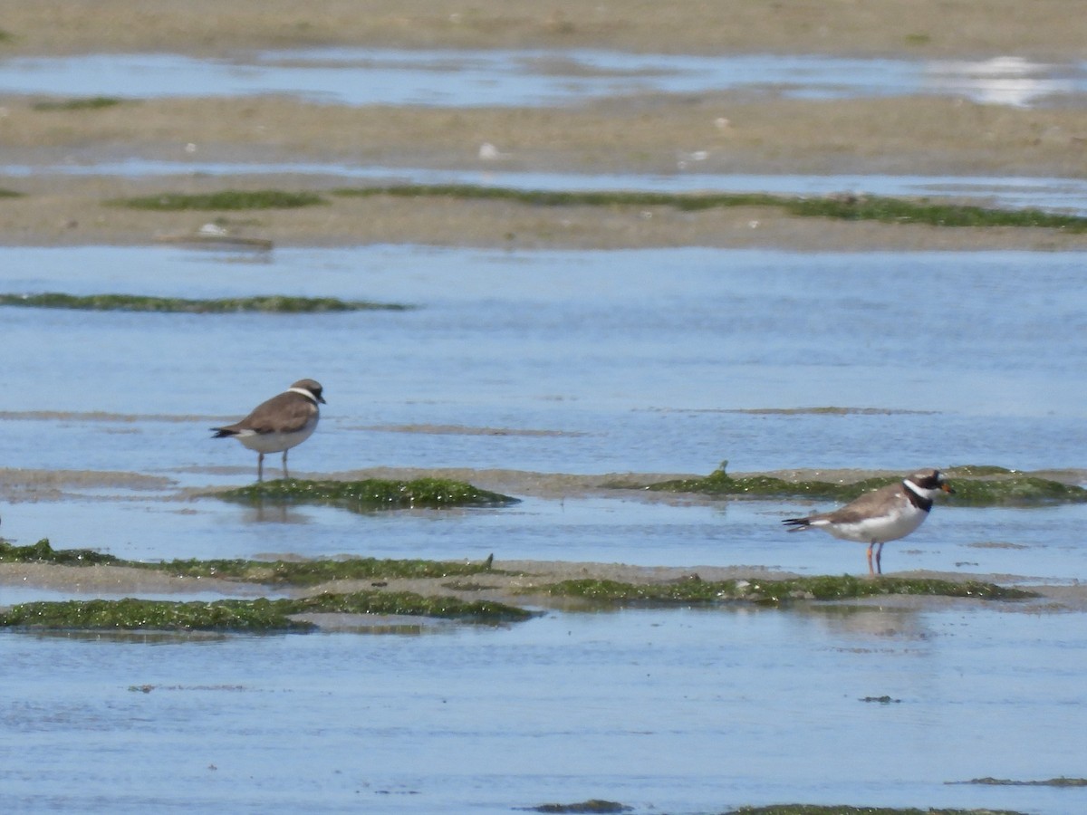 Common Ringed Plover - Juan carlos Grandal doce