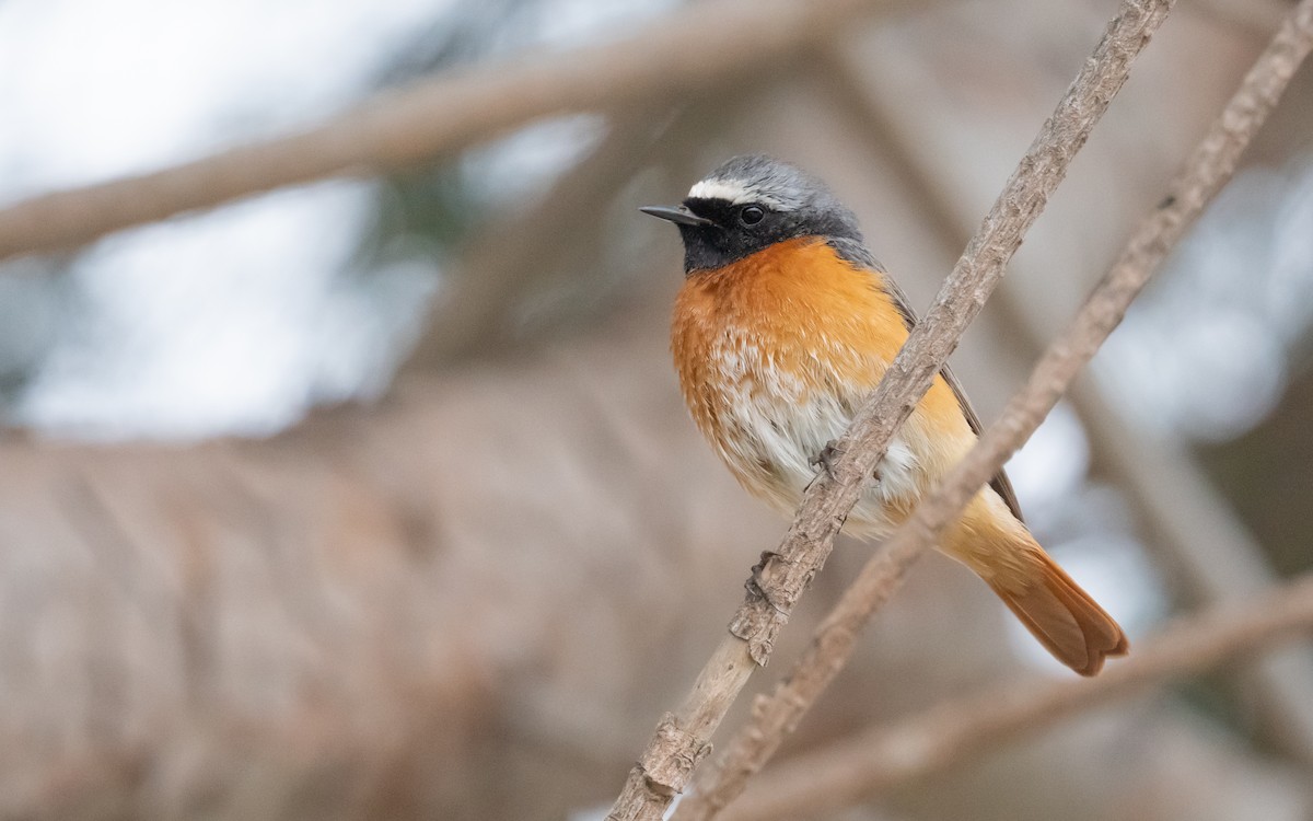 Common Redstart - ML618201767