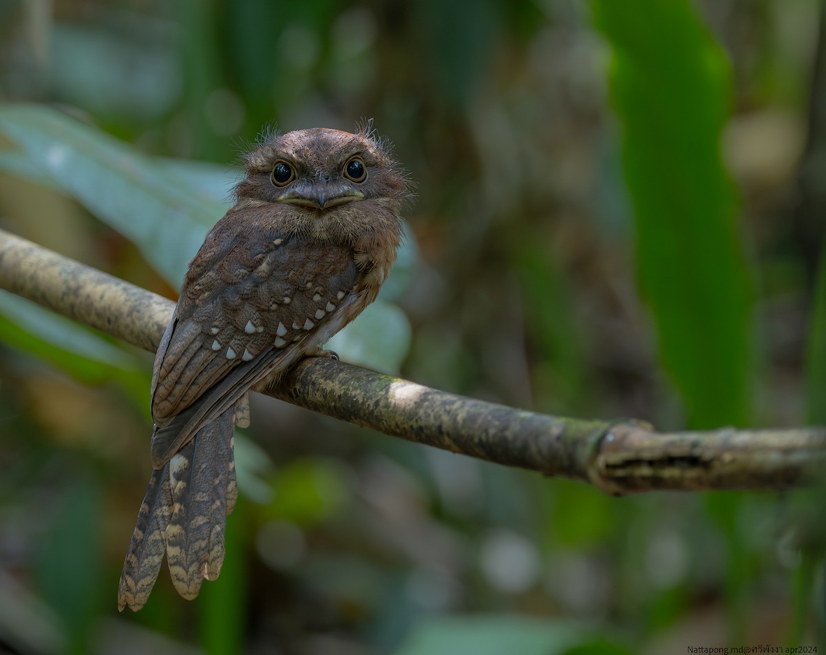 Gould's Frogmouth - Nattapong Banhomglin