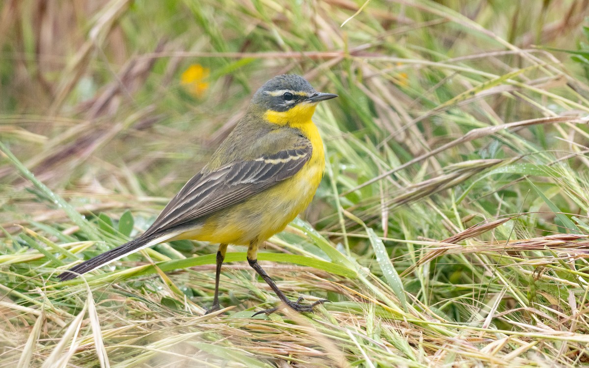 Western Yellow Wagtail - Riccardo Alba