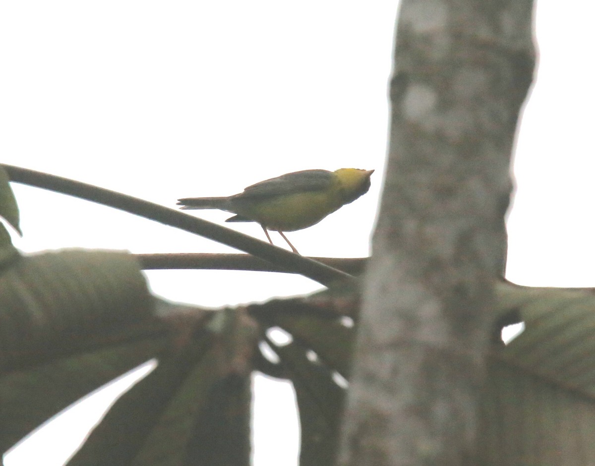 Canada Warbler - Desmond Allen