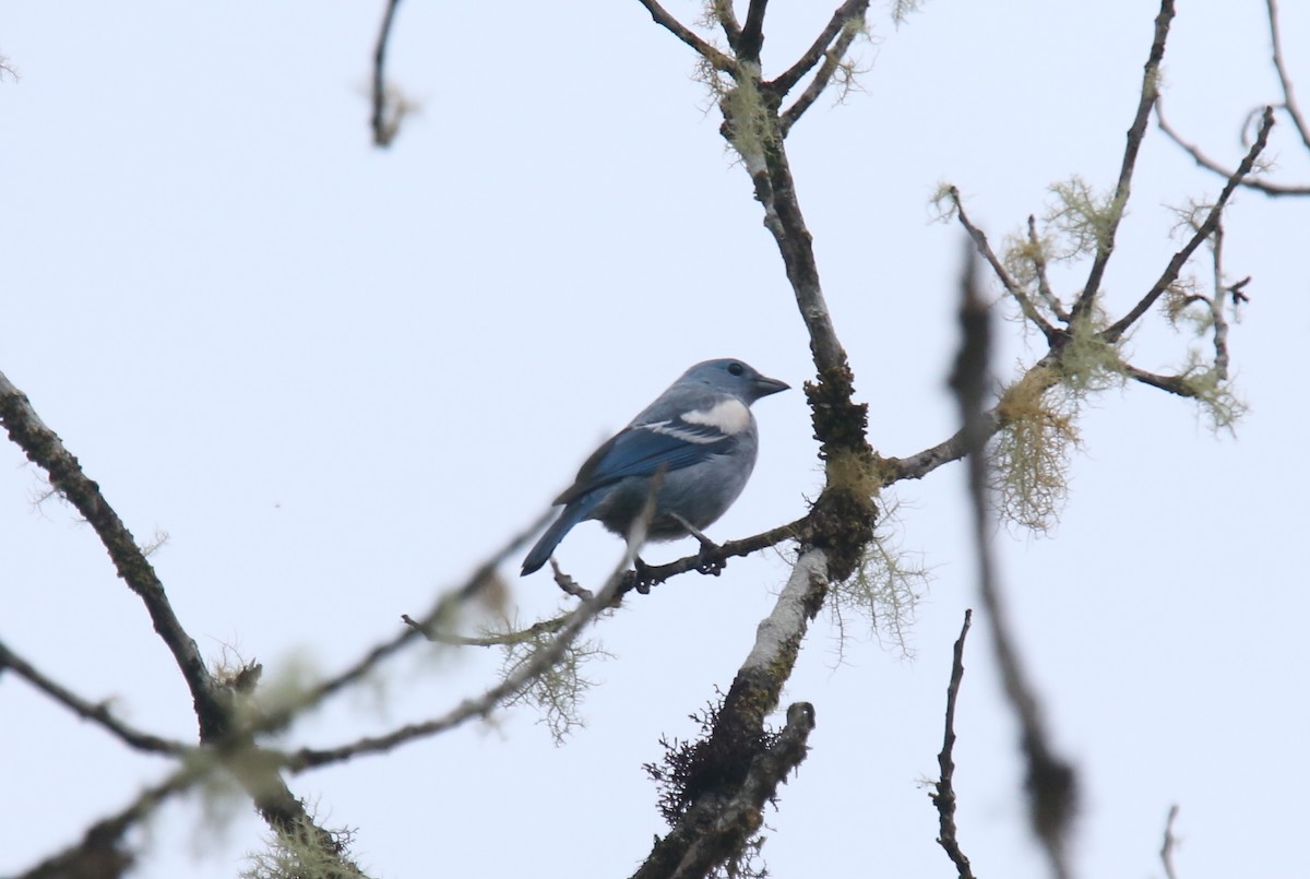 Blue-gray Tanager (White-edged) - Desmond Allen