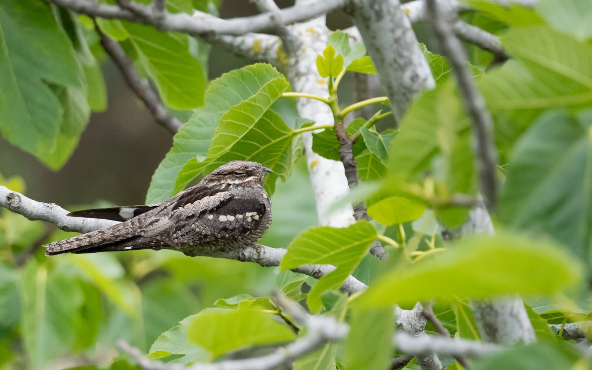 Eurasian Nightjar - ML618201804