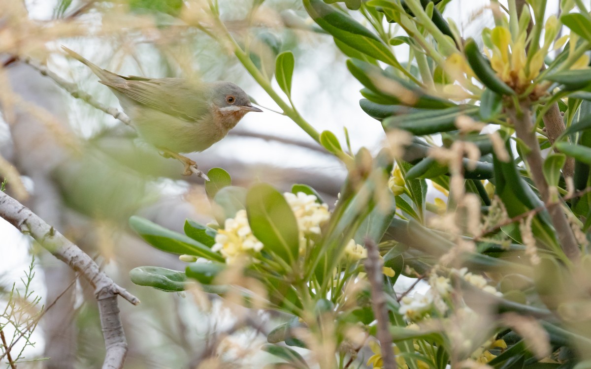 Moltoni's Warbler - ML618201812