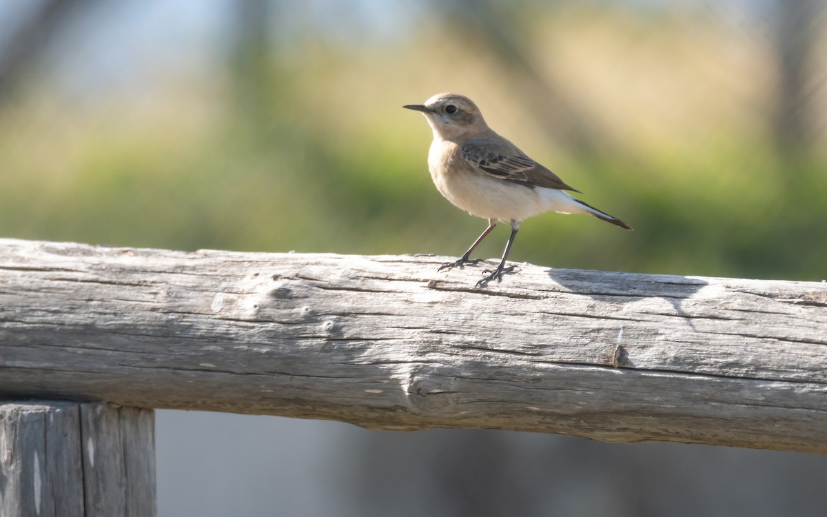 Western Black-eared Wheatear - Riccardo Alba