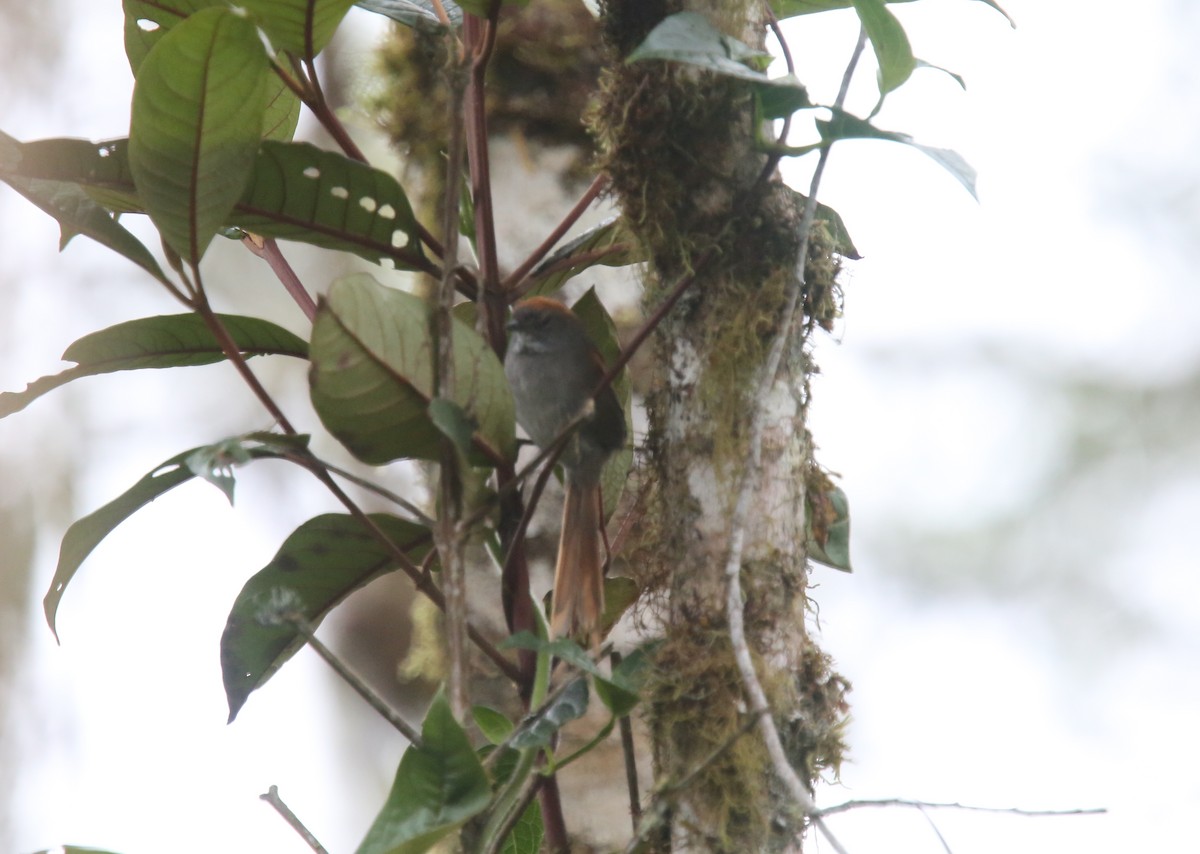 Dusky Spinetail - Desmond Allen