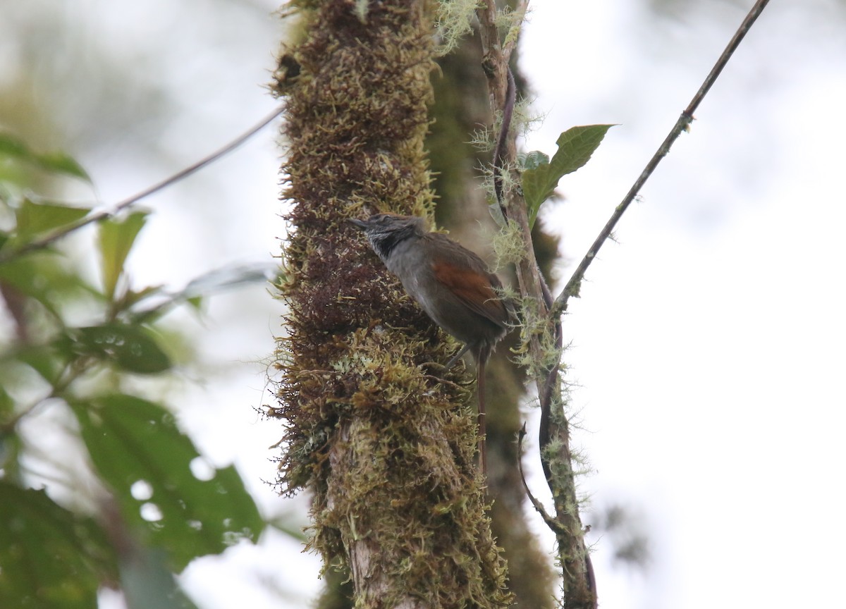 Dusky Spinetail - Desmond Allen