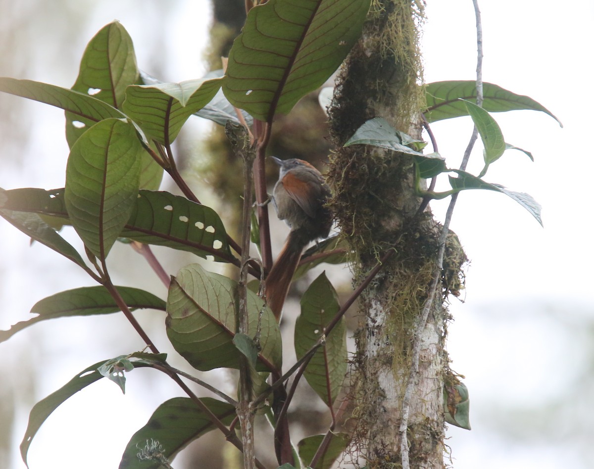 Dusky Spinetail - ML618201821