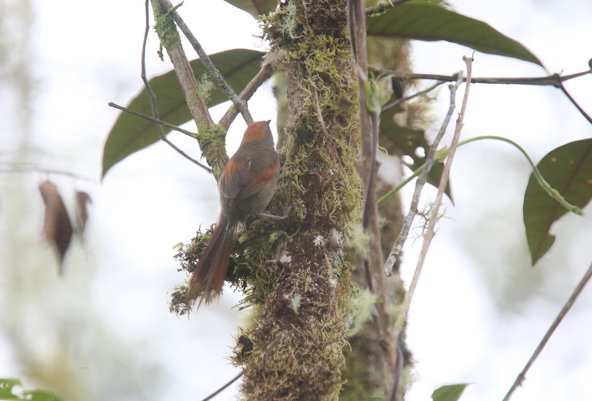 Dusky Spinetail - ML618201822