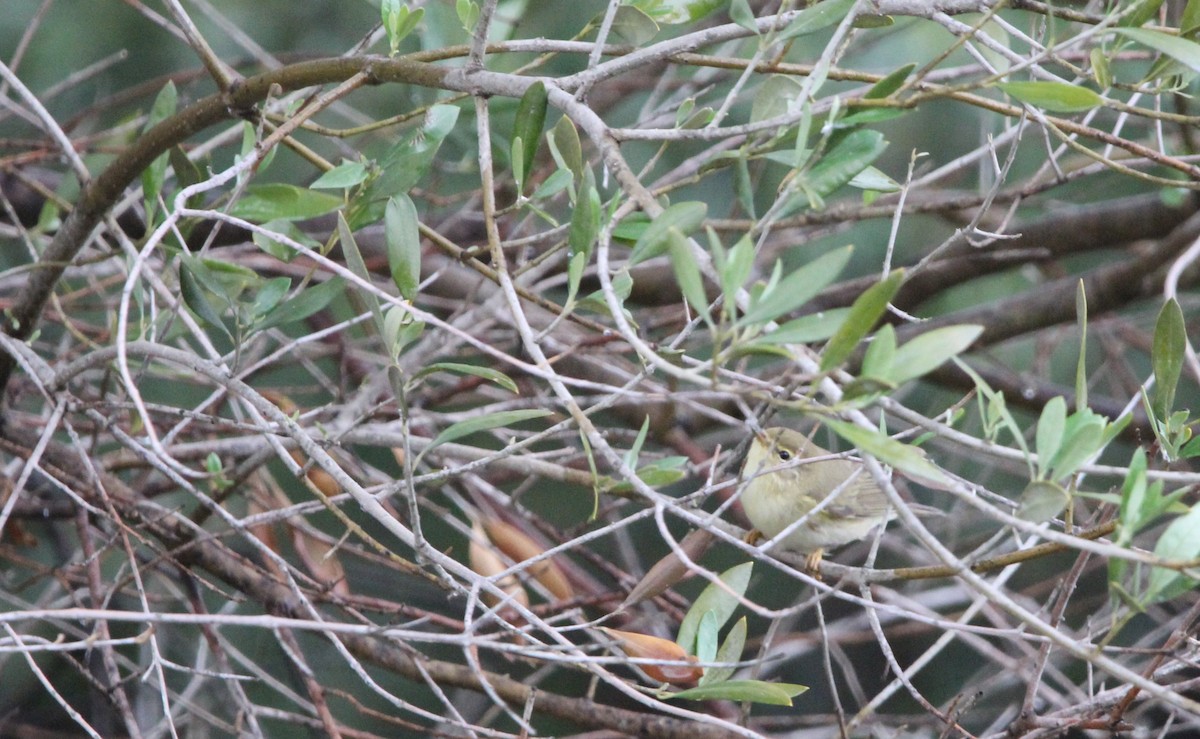 Willow Warbler - Quim Minoves