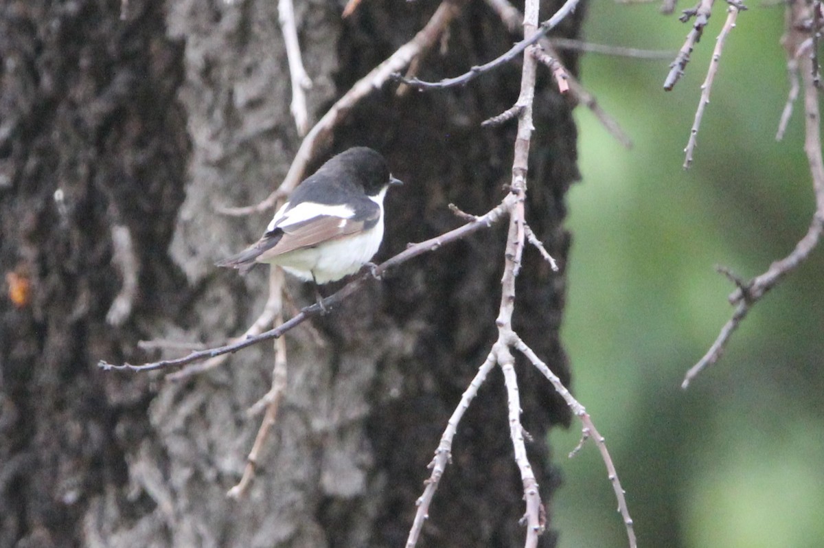 European Pied Flycatcher - Quim Minoves