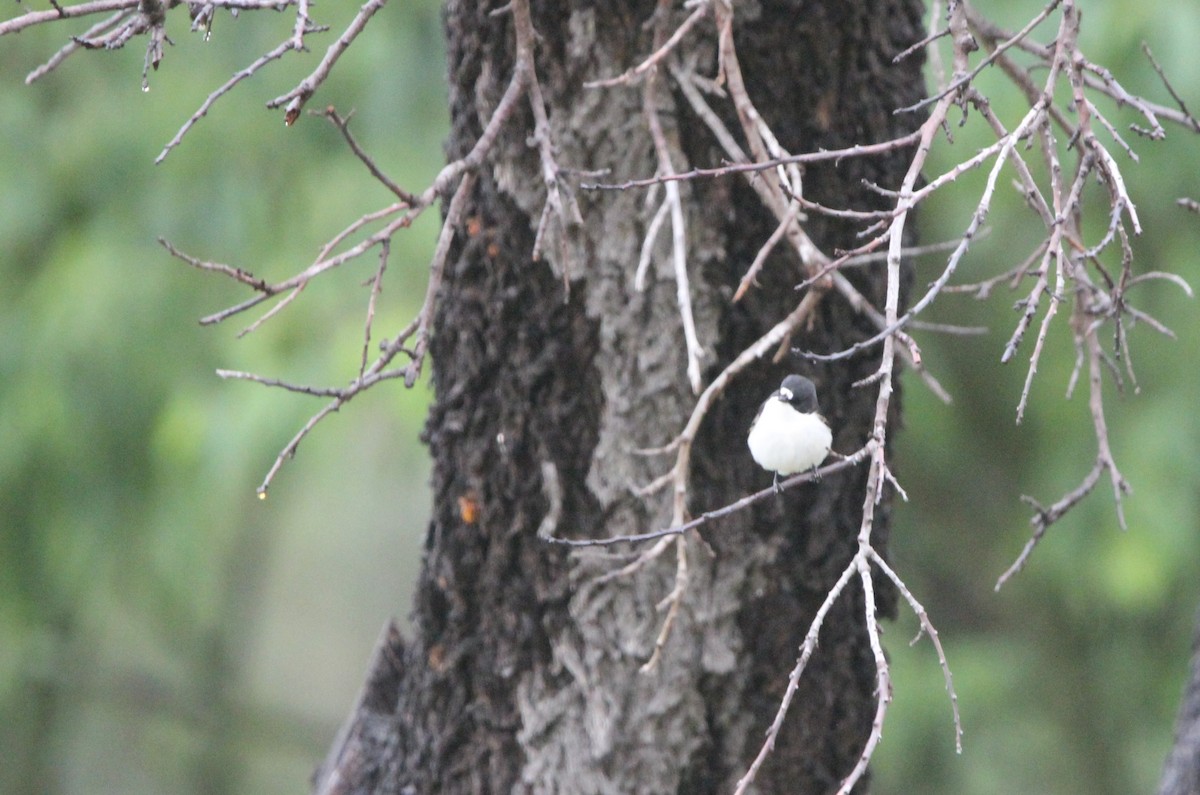 European Pied Flycatcher - ML618201842