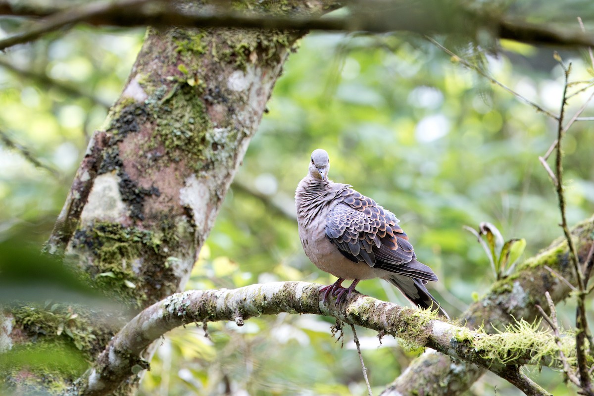 Oriental Turtle-Dove - ML618201844