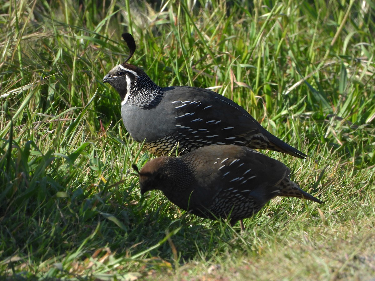 California Quail - Paul Lewis