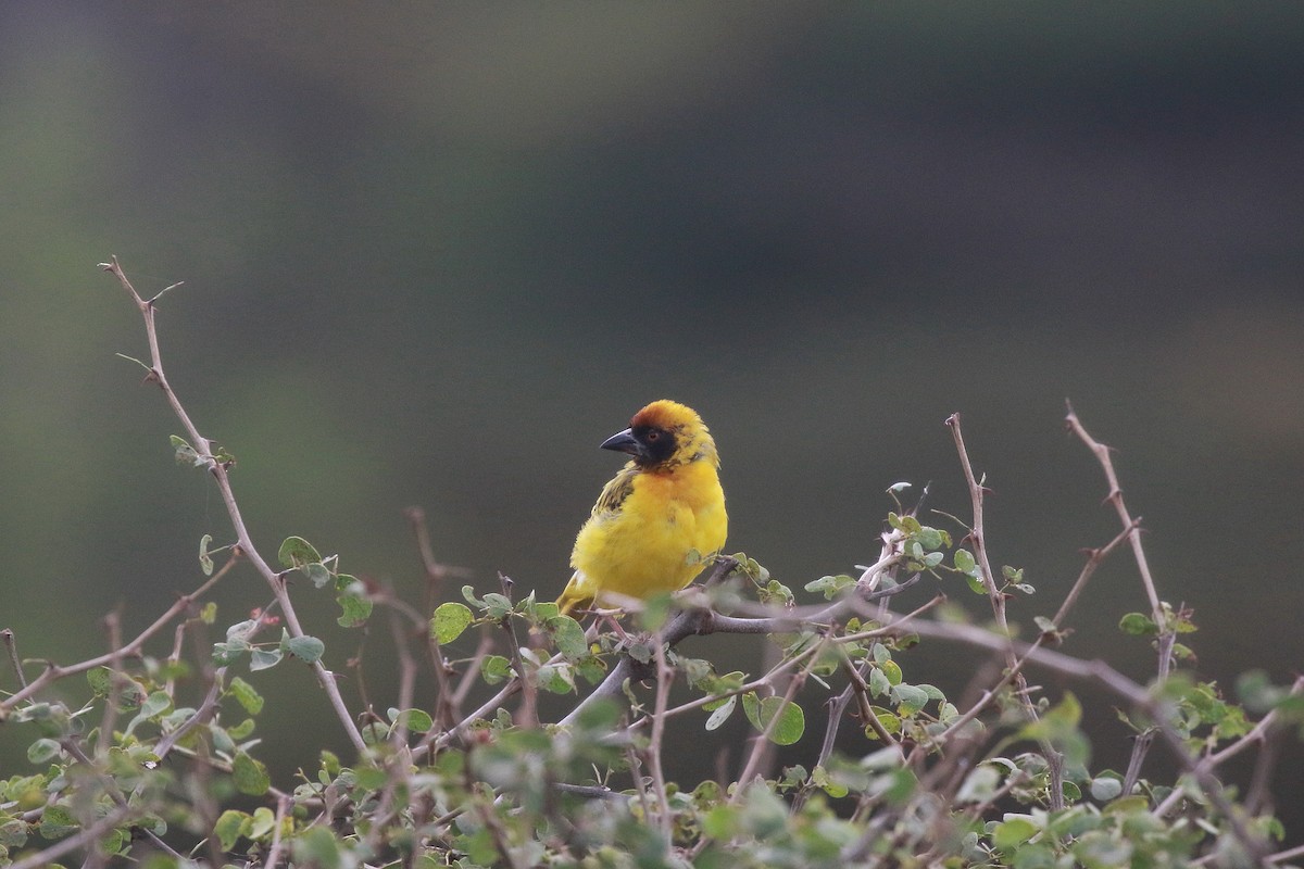 Vitelline Masked-Weaver - Neil Osborne