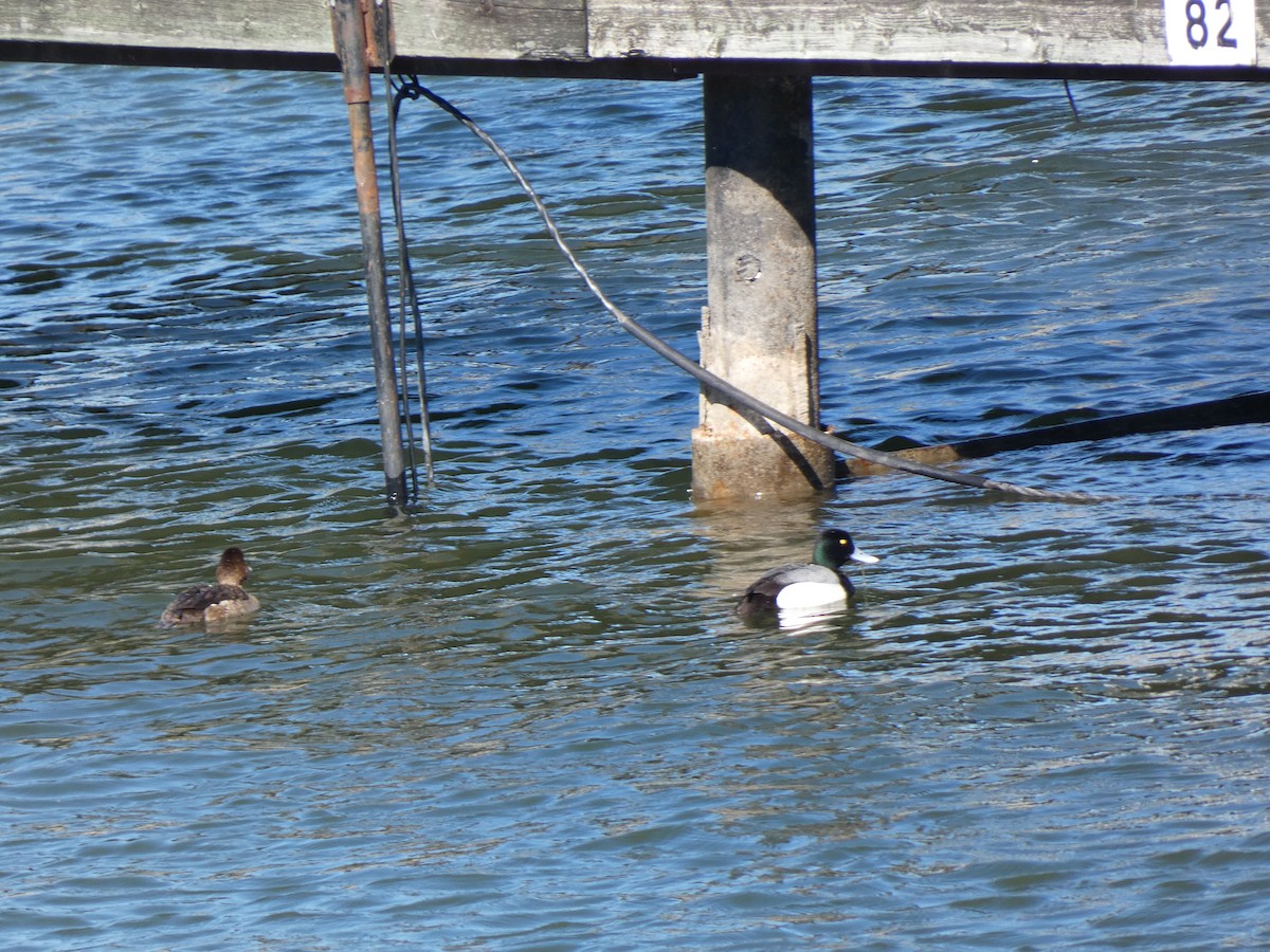 Greater Scaup - A. Nicholson