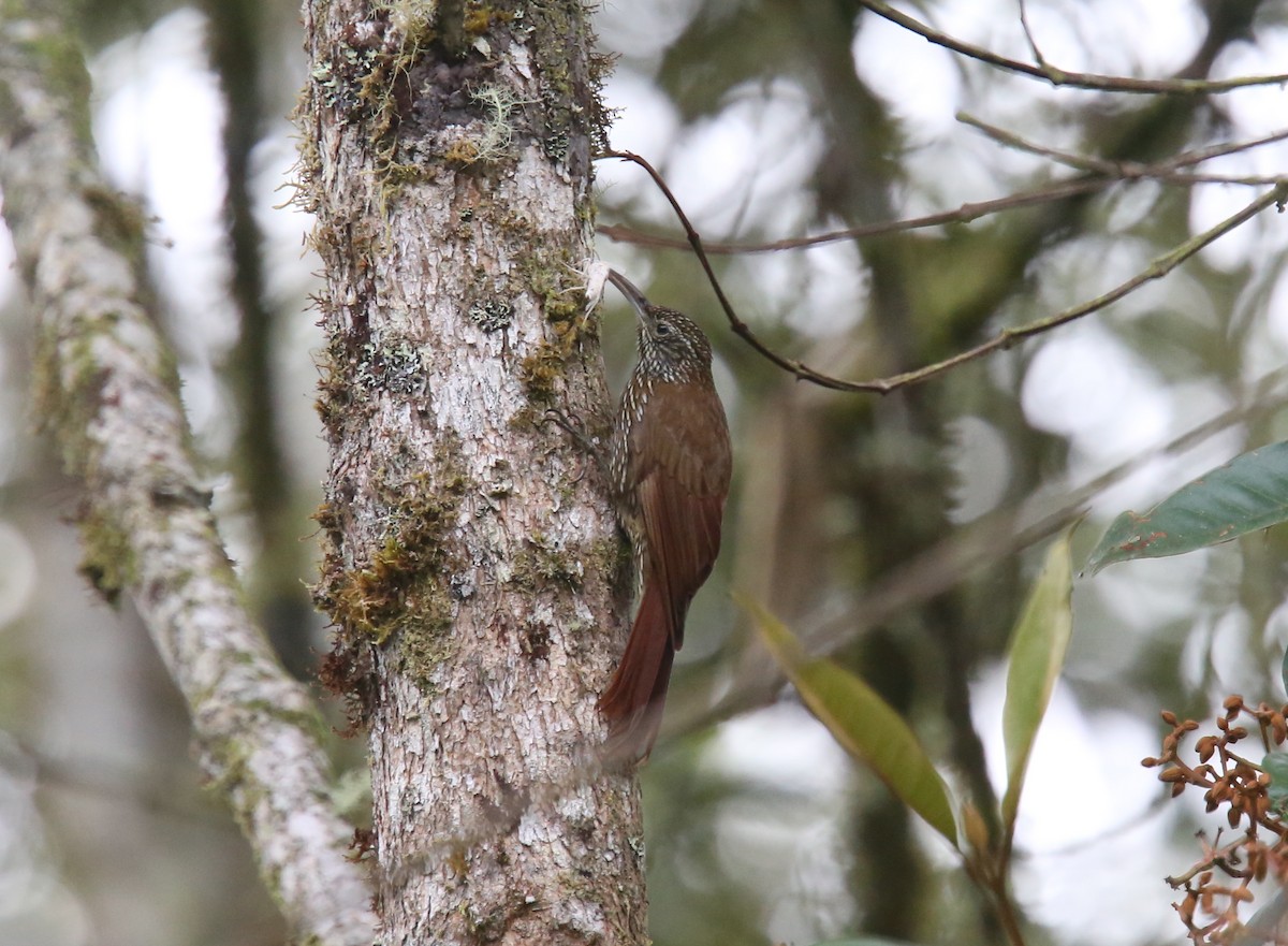 Montane Woodcreeper - Desmond Allen