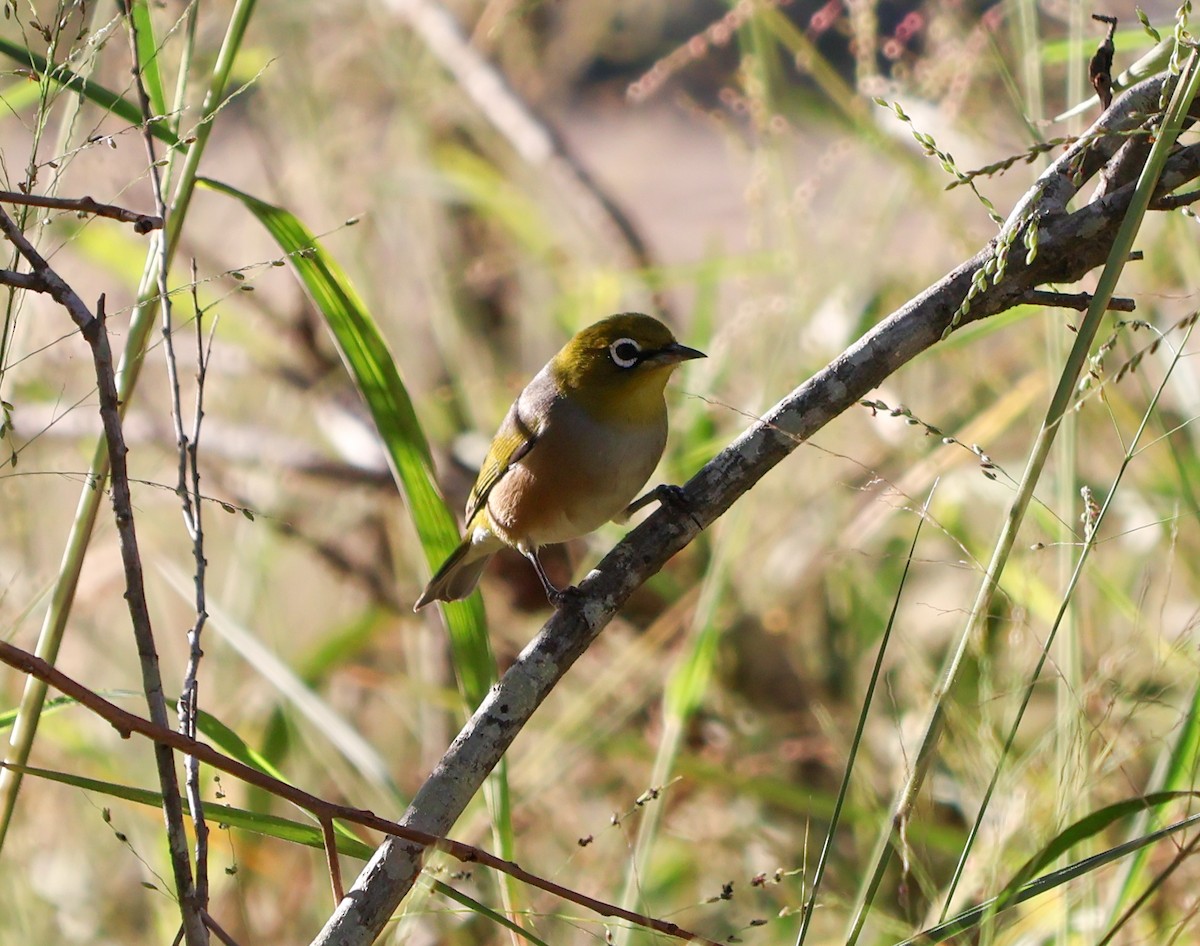 Silvereye - Alison Cavanagh