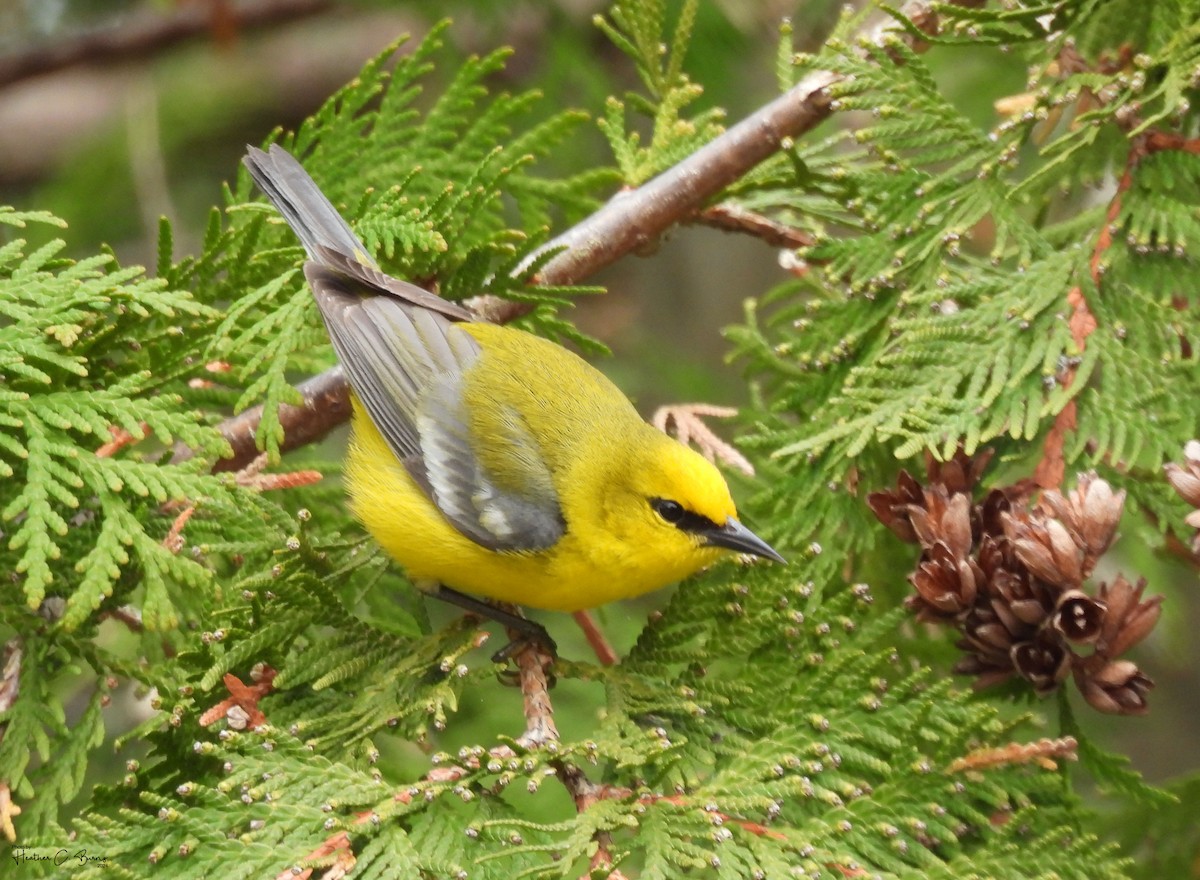 Blue-winged Warbler - Heather Burns