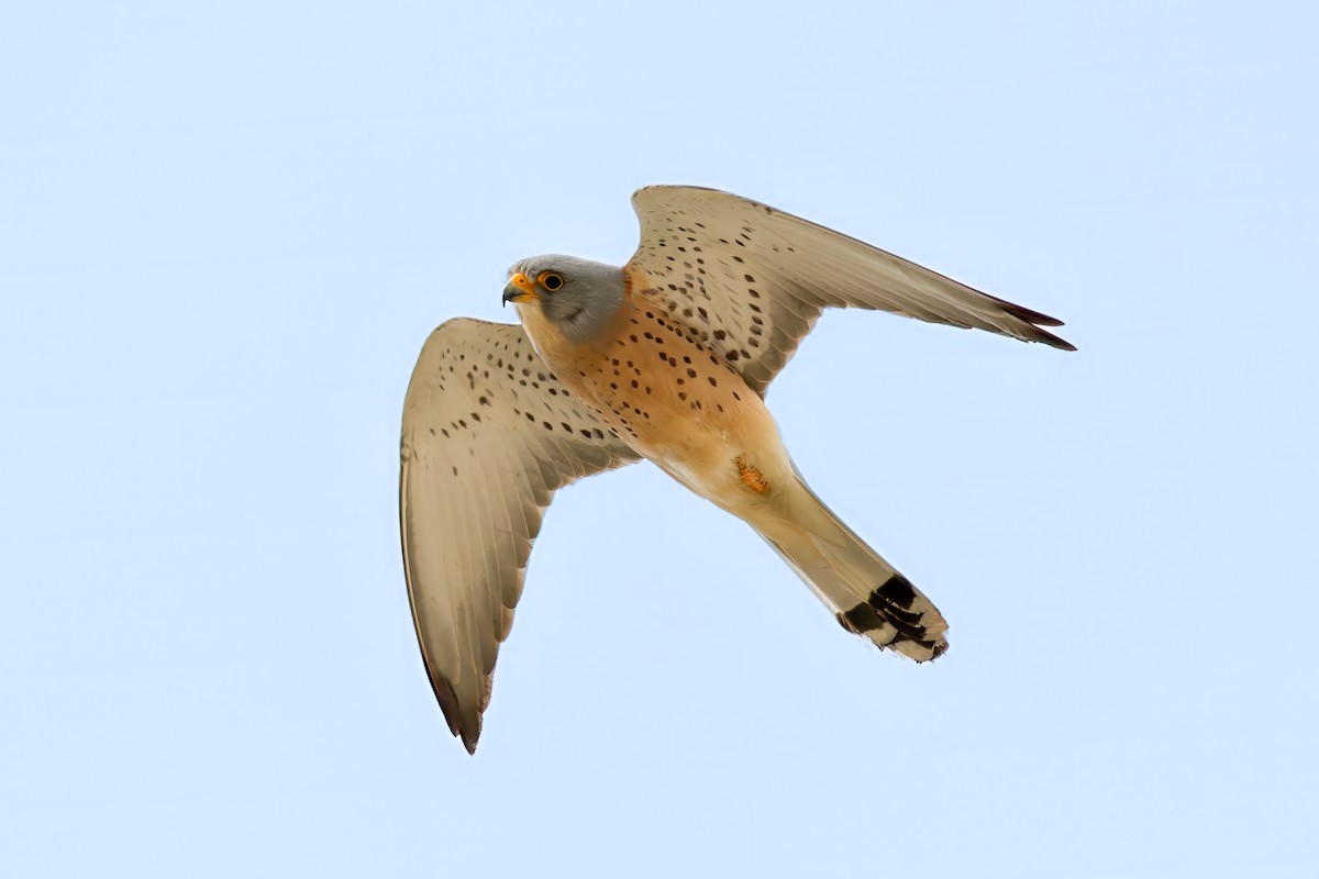 Lesser Kestrel - Giuseppe Citino