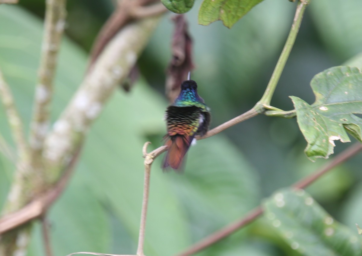 kolibřík zlatochvostý - ML618201975