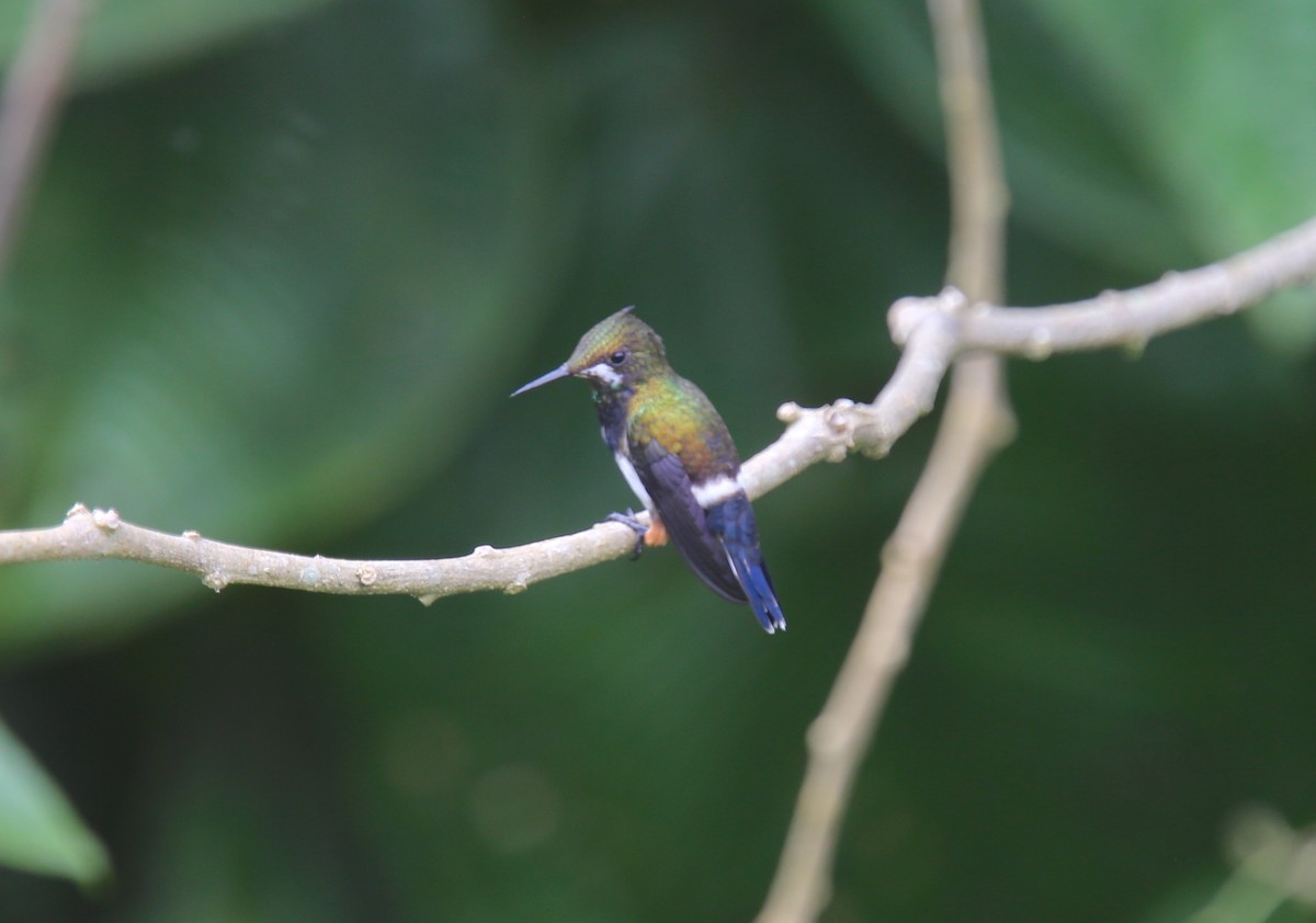 Wire-crested Thorntail - Desmond Allen